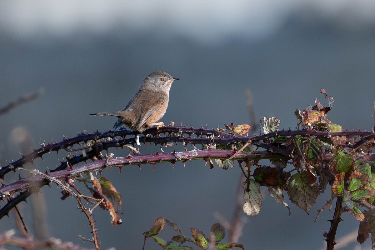 Dartford Warbler - ML644357112