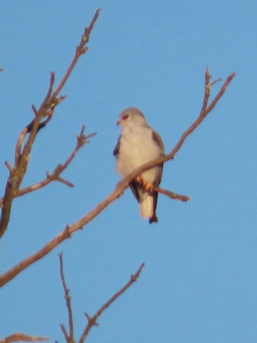 Black-winged Kite - ML644357115