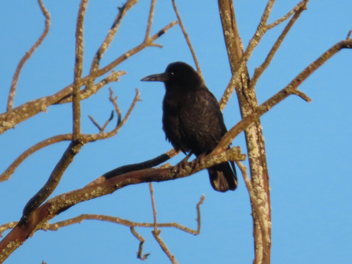 Cape Crow - ML644357120