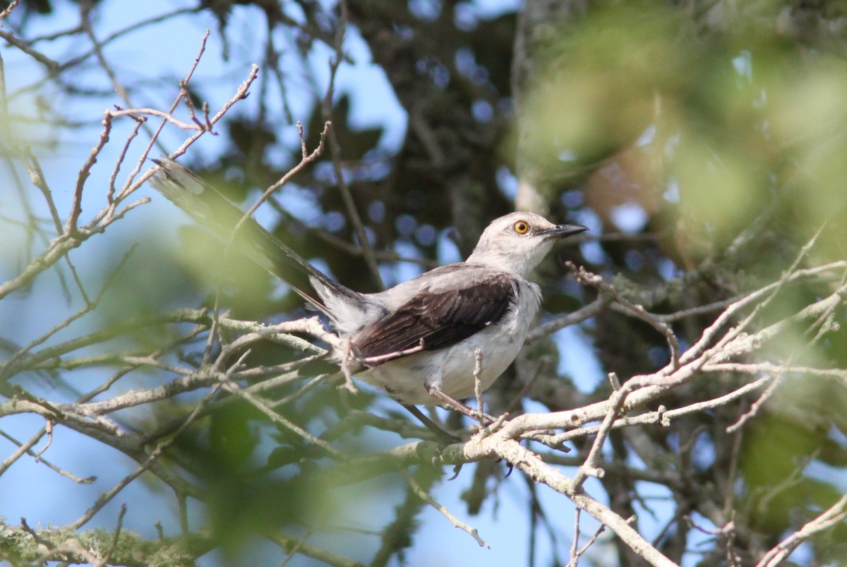 Tropical Mockingbird - ML644357124