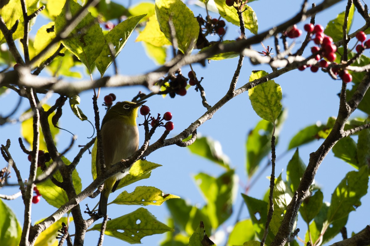 Anteojitos Japonés - ML644357127