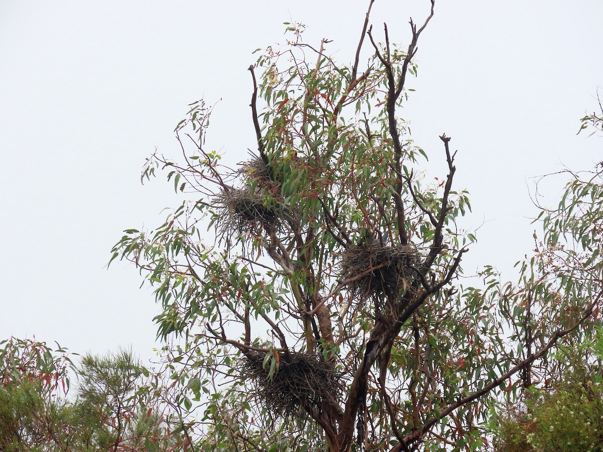 lagfiskeskarv - ML644357128