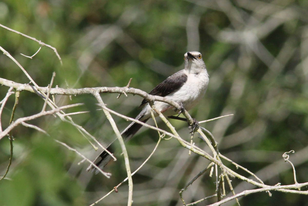 Tropical Mockingbird - ML644357129