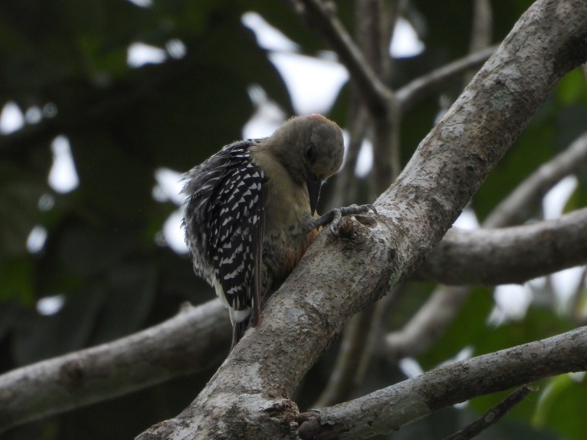 Гіла мала - ML644357131