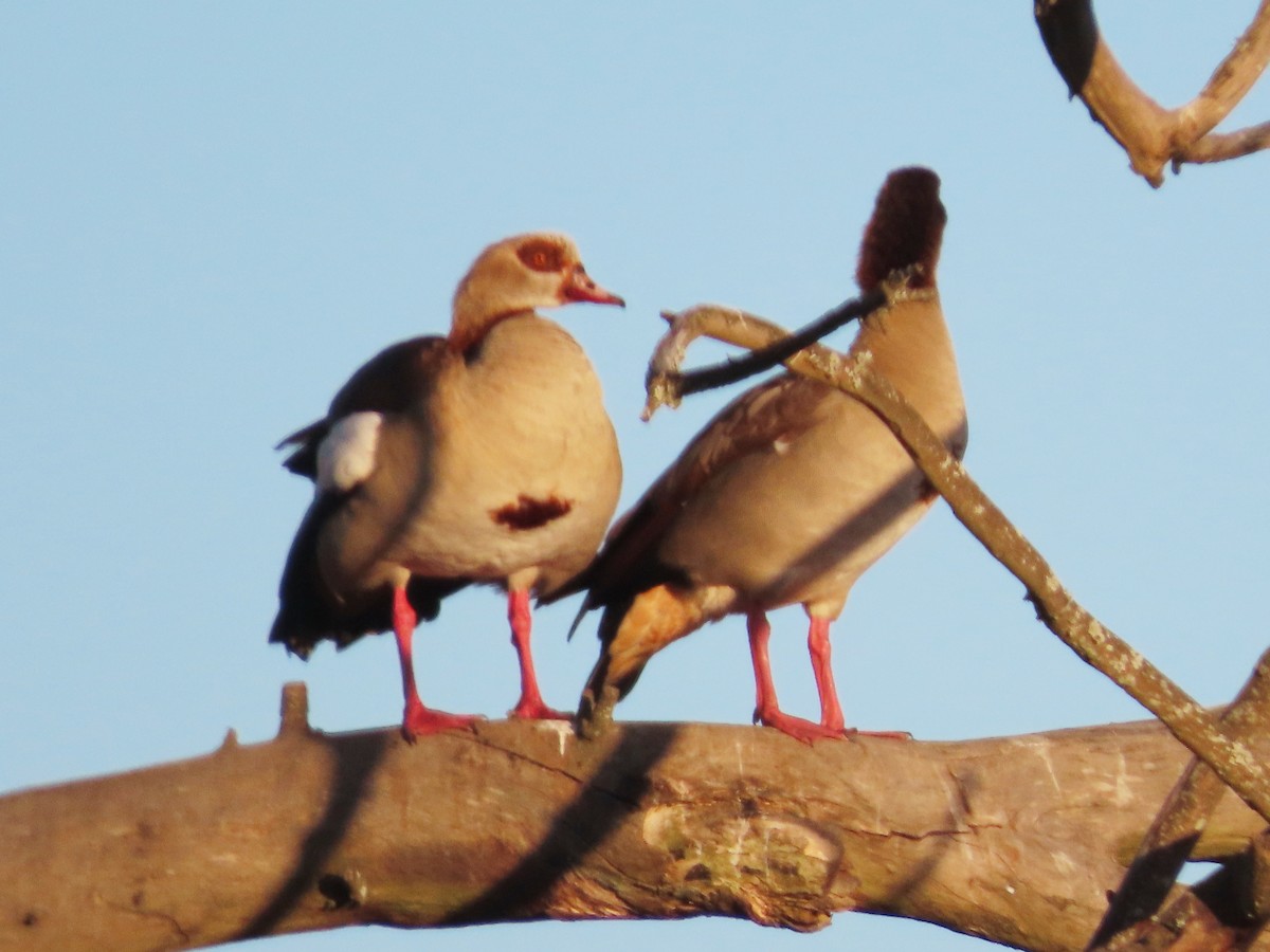 Egyptian Goose - ML644357133