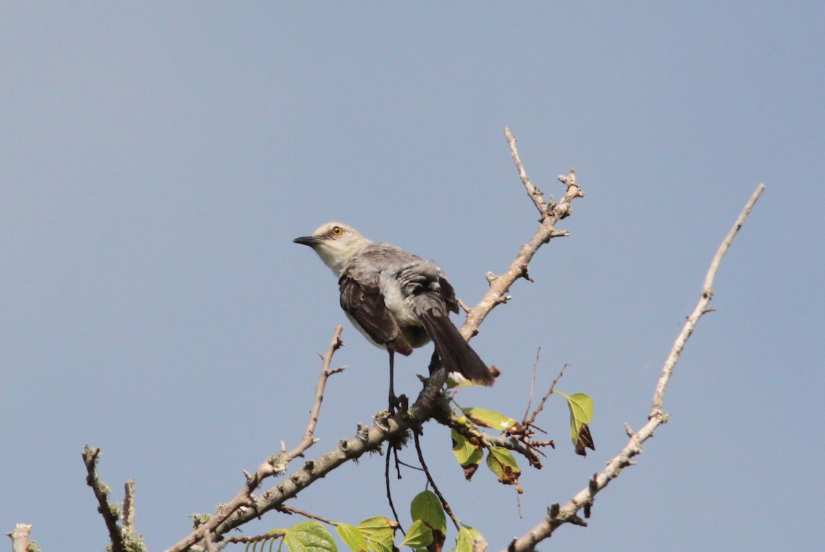 Tropical Mockingbird - ML644357134