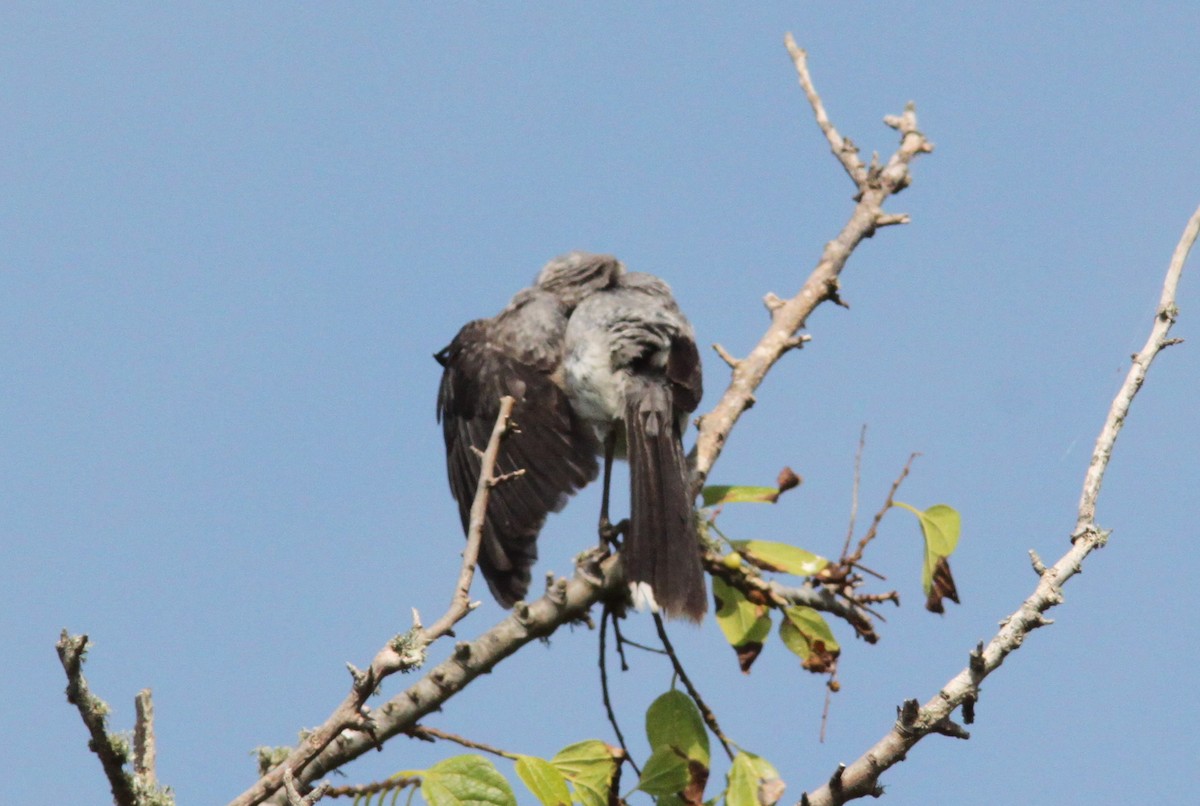 Tropical Mockingbird - ML644357137