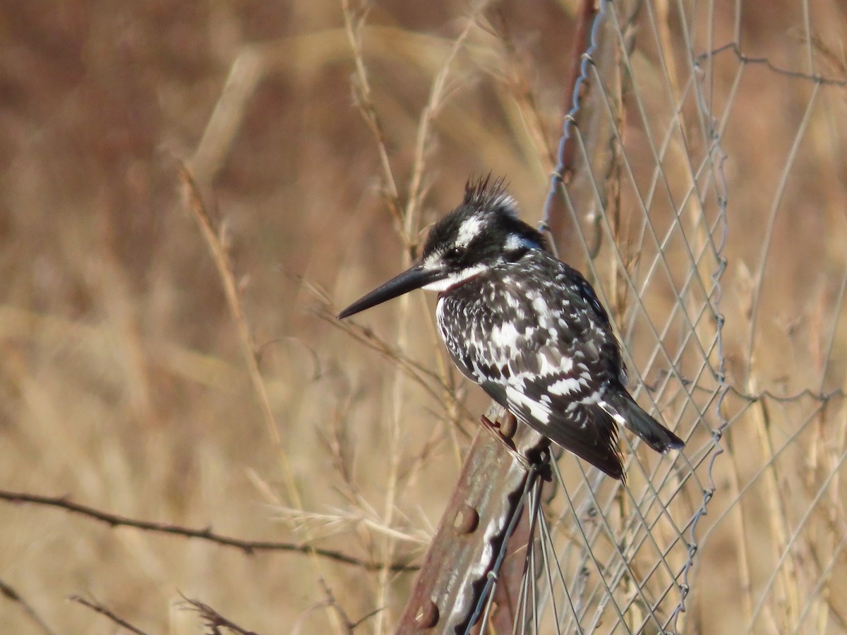 Рибалочка строкатий - ML644357144