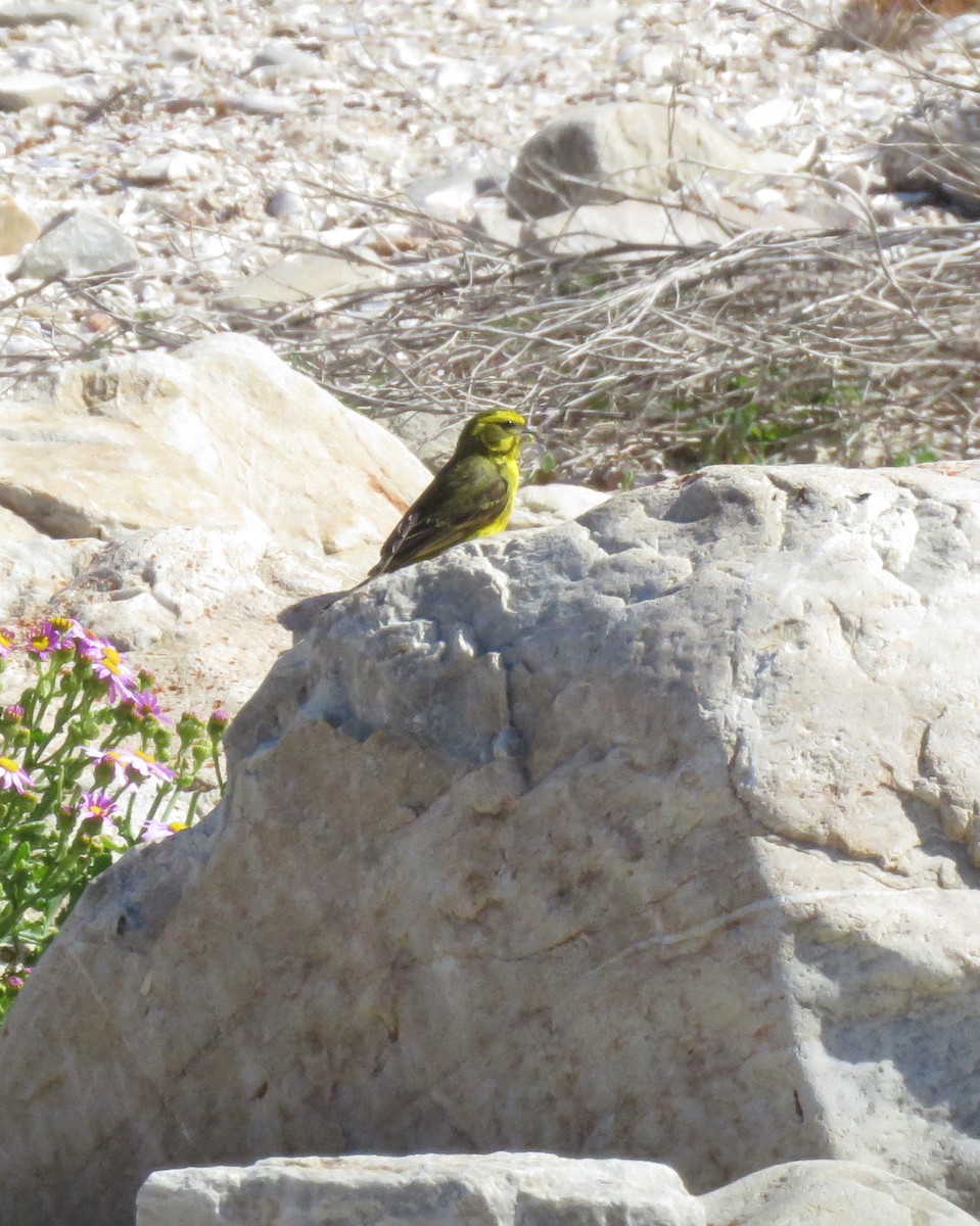 キイロカナリア - ML644357146