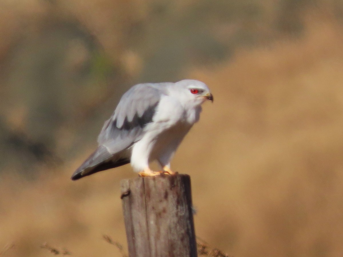 Black-winged Kite - ML644357149