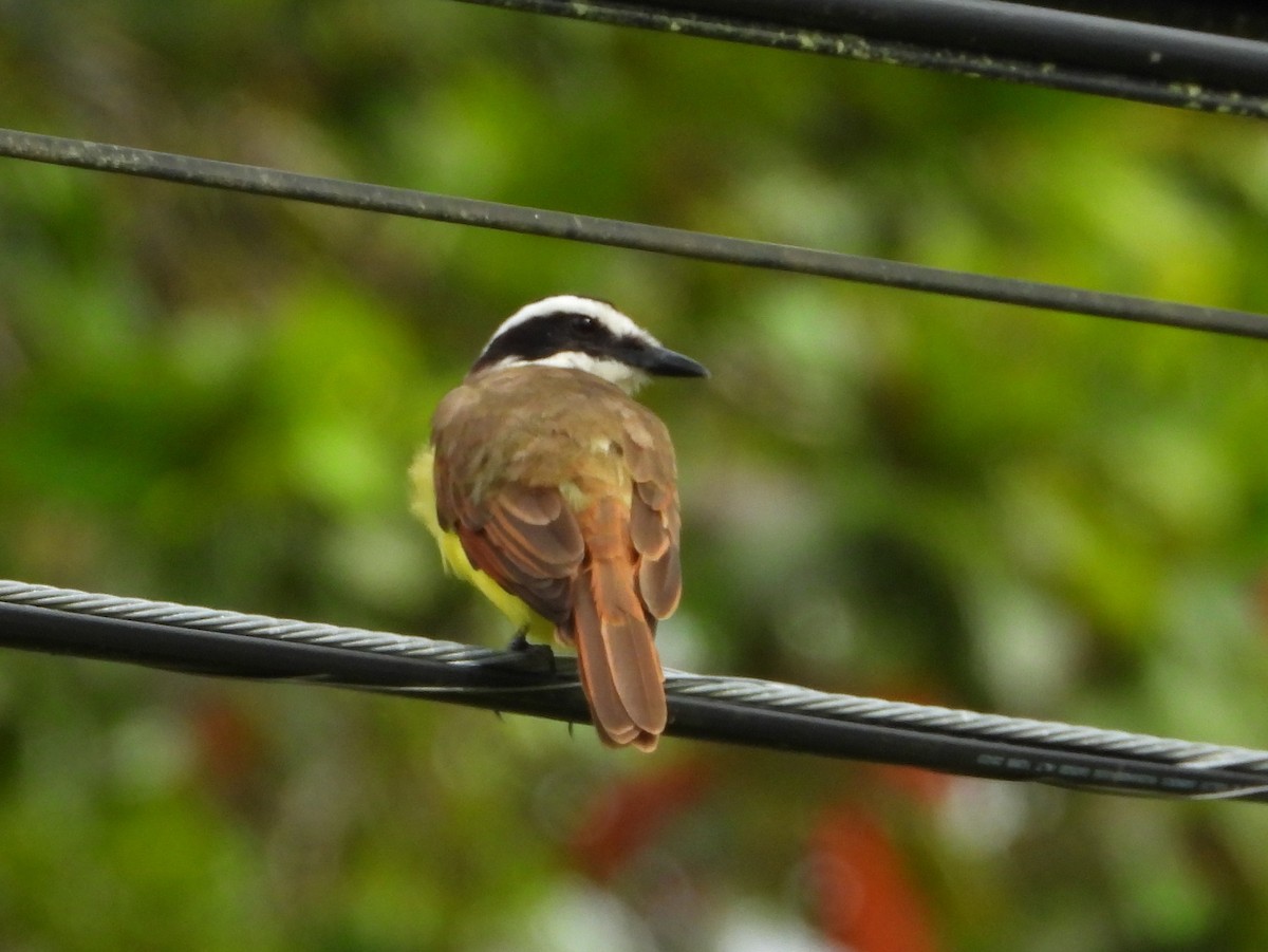 Great Kiskadee - ML644357153