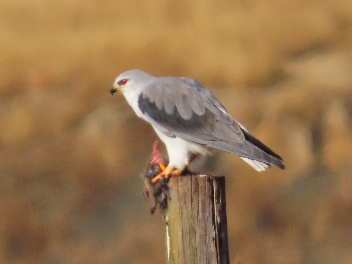 Black-winged Kite - ML644357154