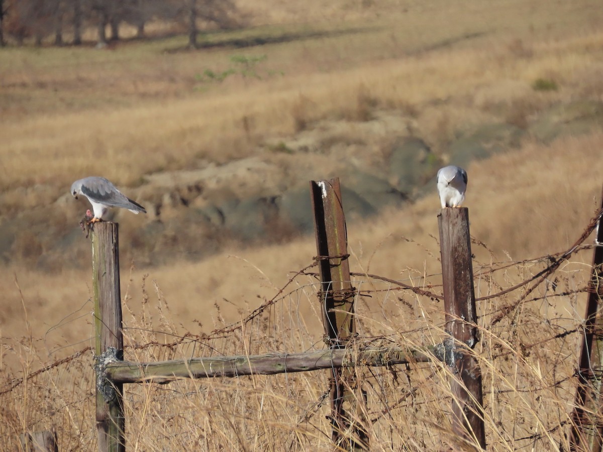 Black-winged Kite - ML644357155