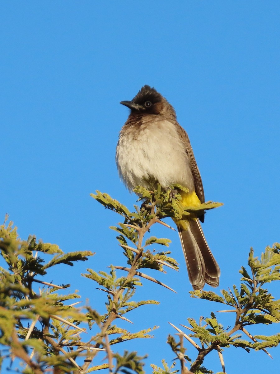 Common Bulbul (Dark-capped) - ML644357170