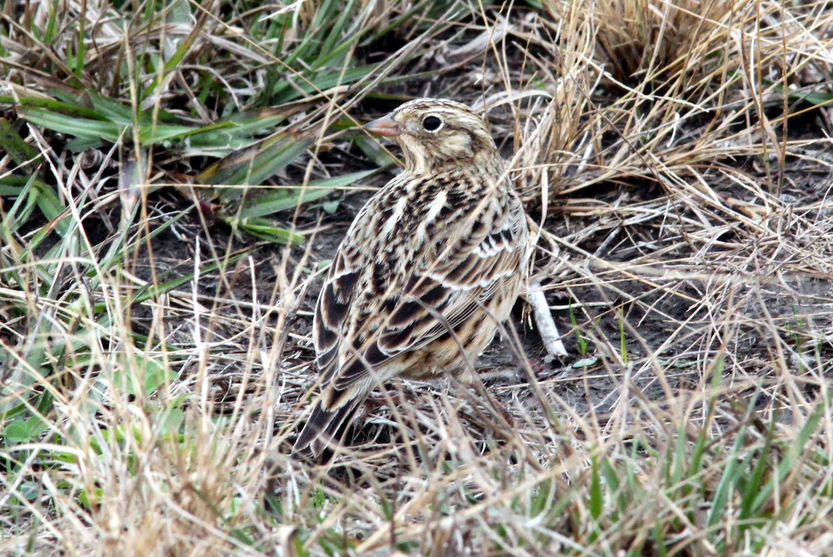Smith's Longspur - ML644357175