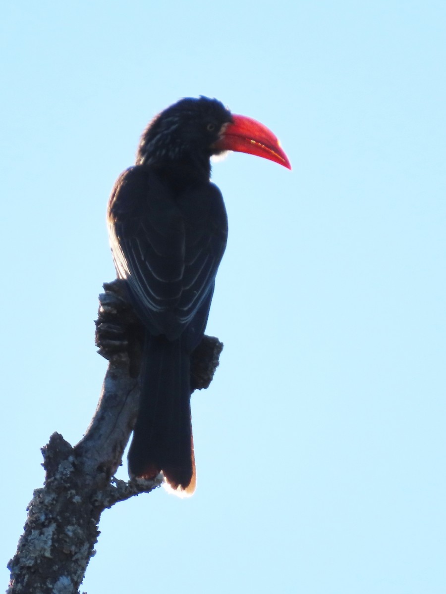 Crowned Hornbill - ML644357176