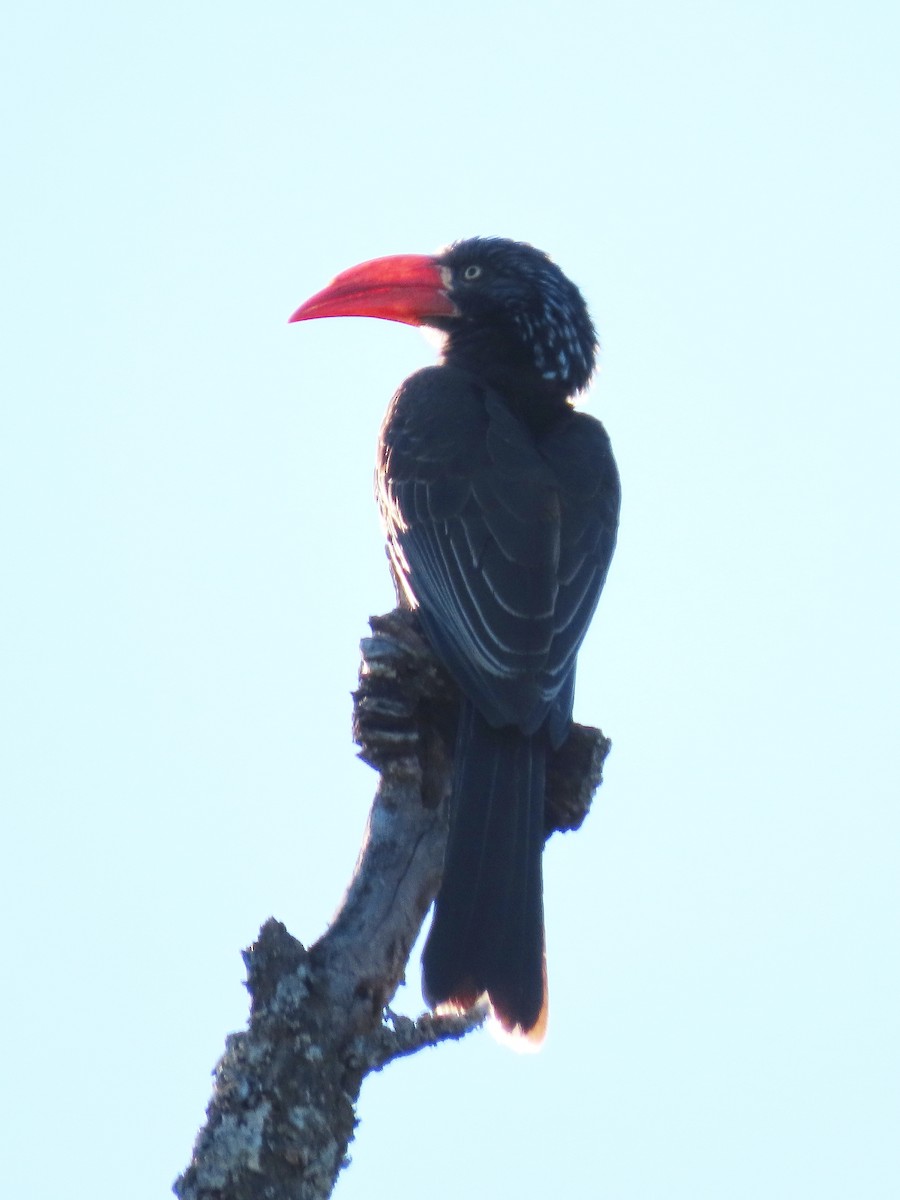 Crowned Hornbill - ML644357177