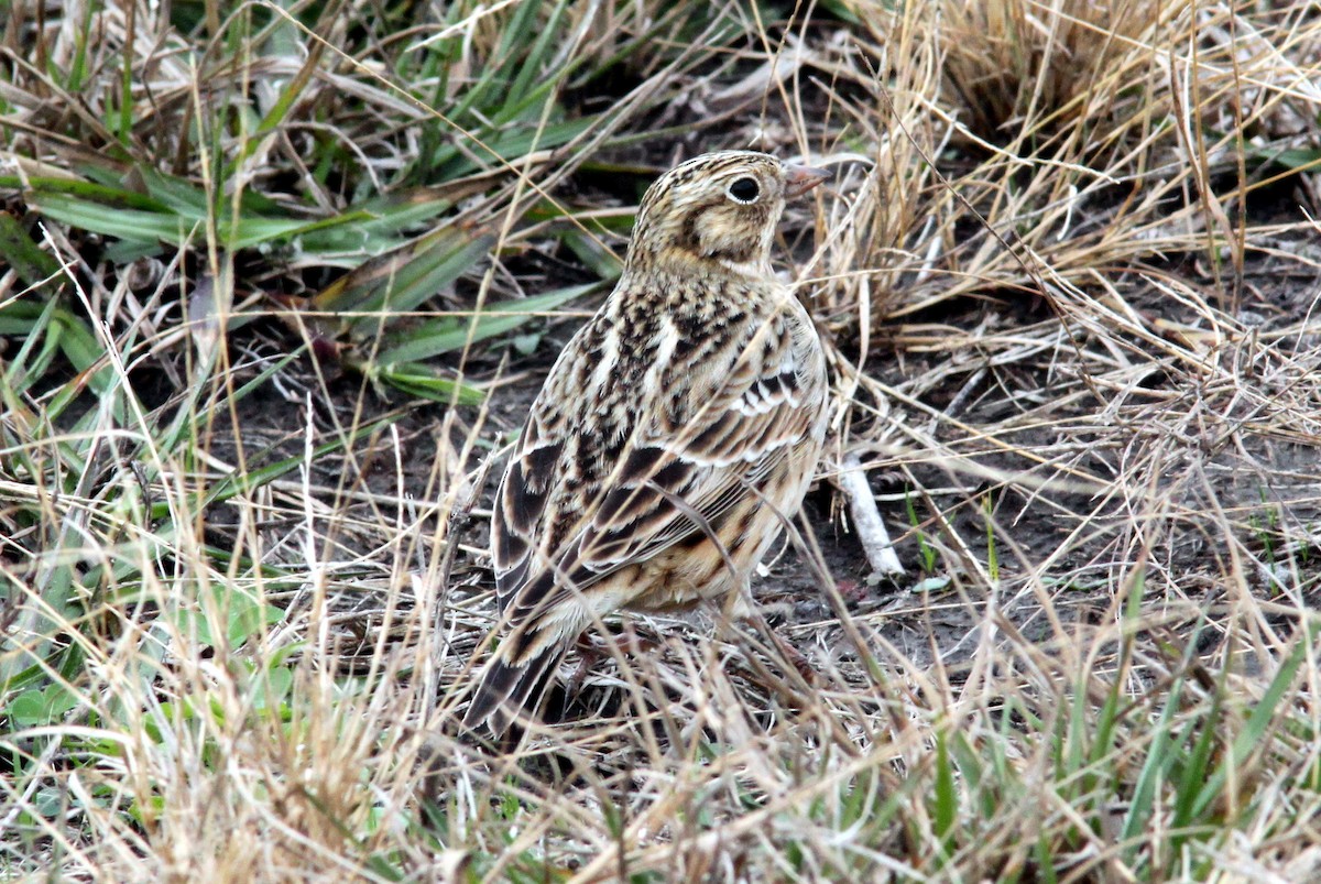 Smith's Longspur - ML644357178