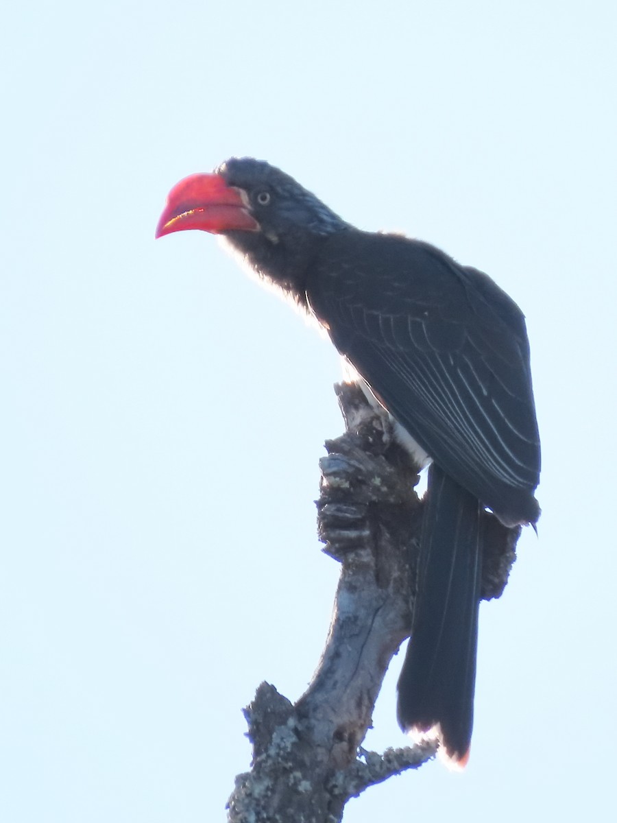 Crowned Hornbill - ML644357185