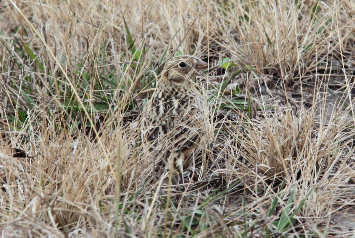 Smith's Longspur - ML644357199