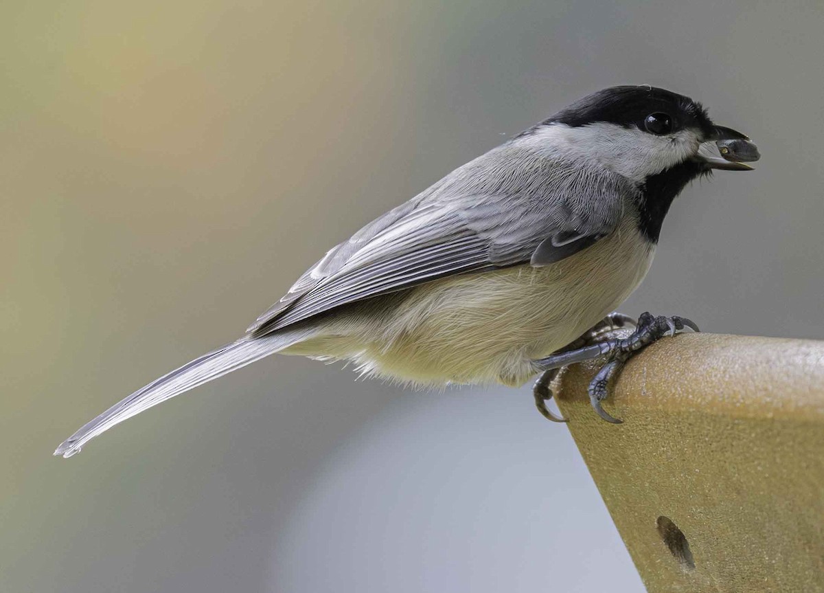 Carolina Chickadee - ML644357200