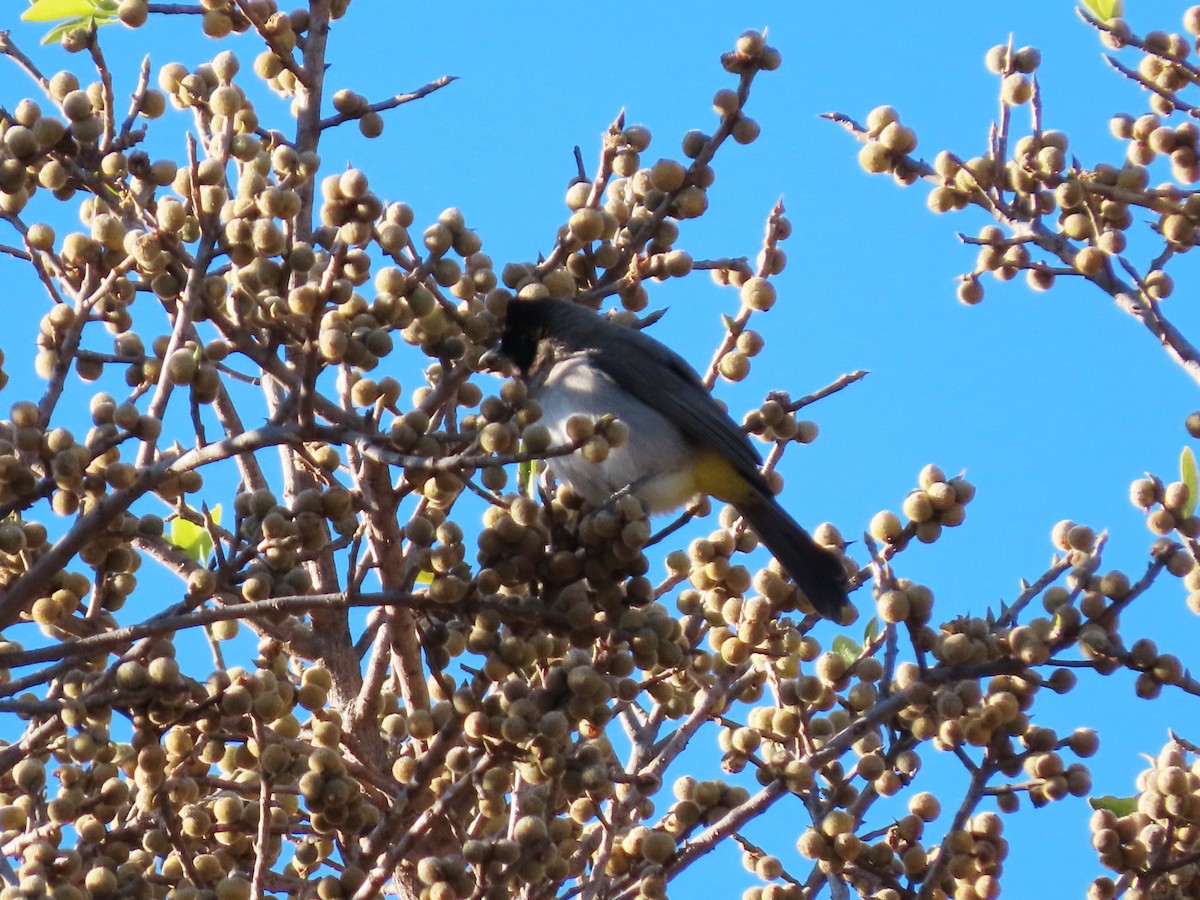 Common Bulbul (Dark-capped) - ML644357201