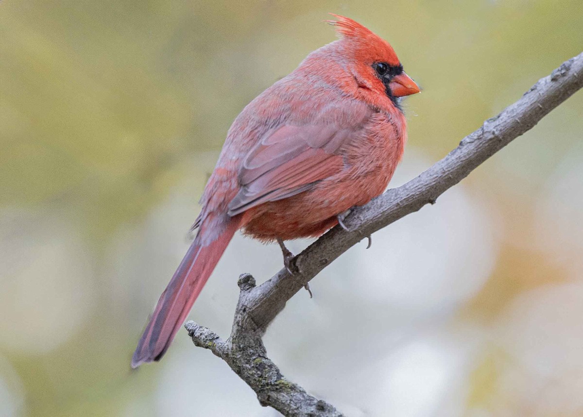 Northern Cardinal - ML644357202