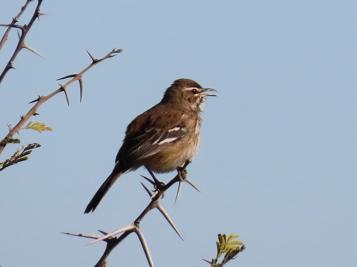 White-browed Scrub-Robin - ML644357203