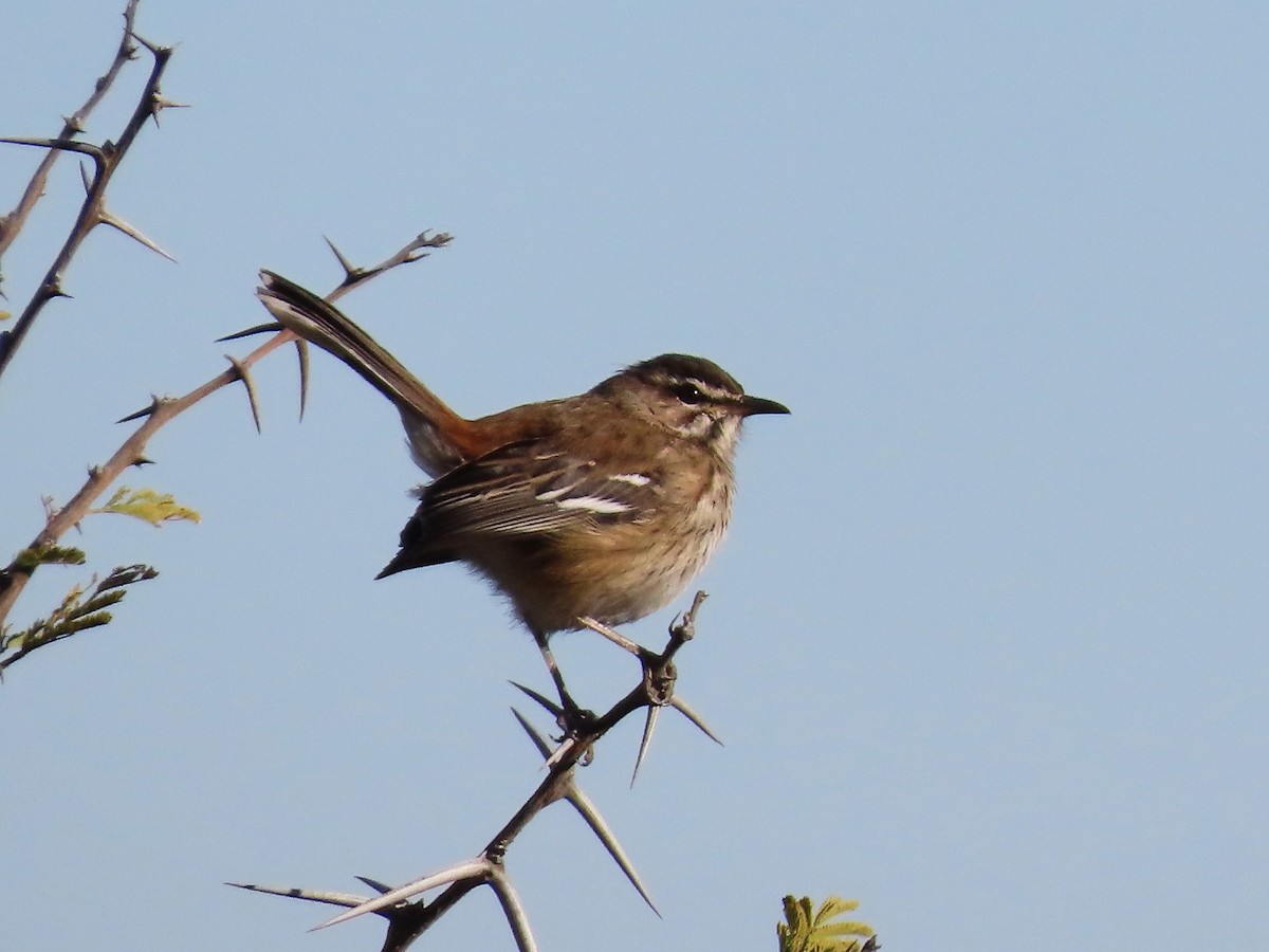 White-browed Scrub-Robin - ML644357204