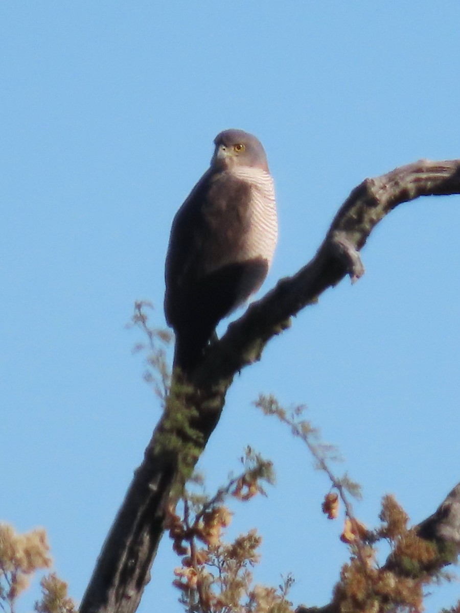 Afrikahabicht - ML644357207