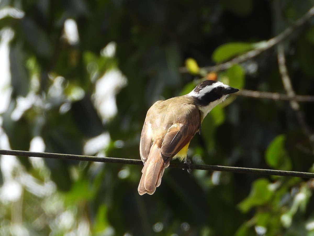 Great Kiskadee - ML644357209
