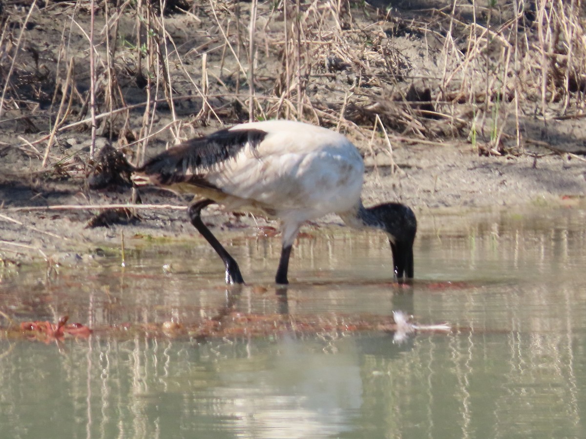 African Sacred Ibis - ML644357212