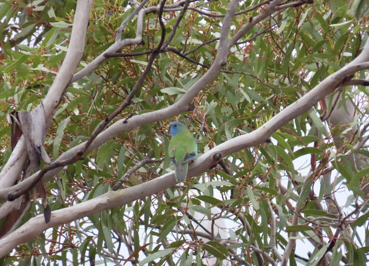 ヒムネキキョウインコ - ML644357213