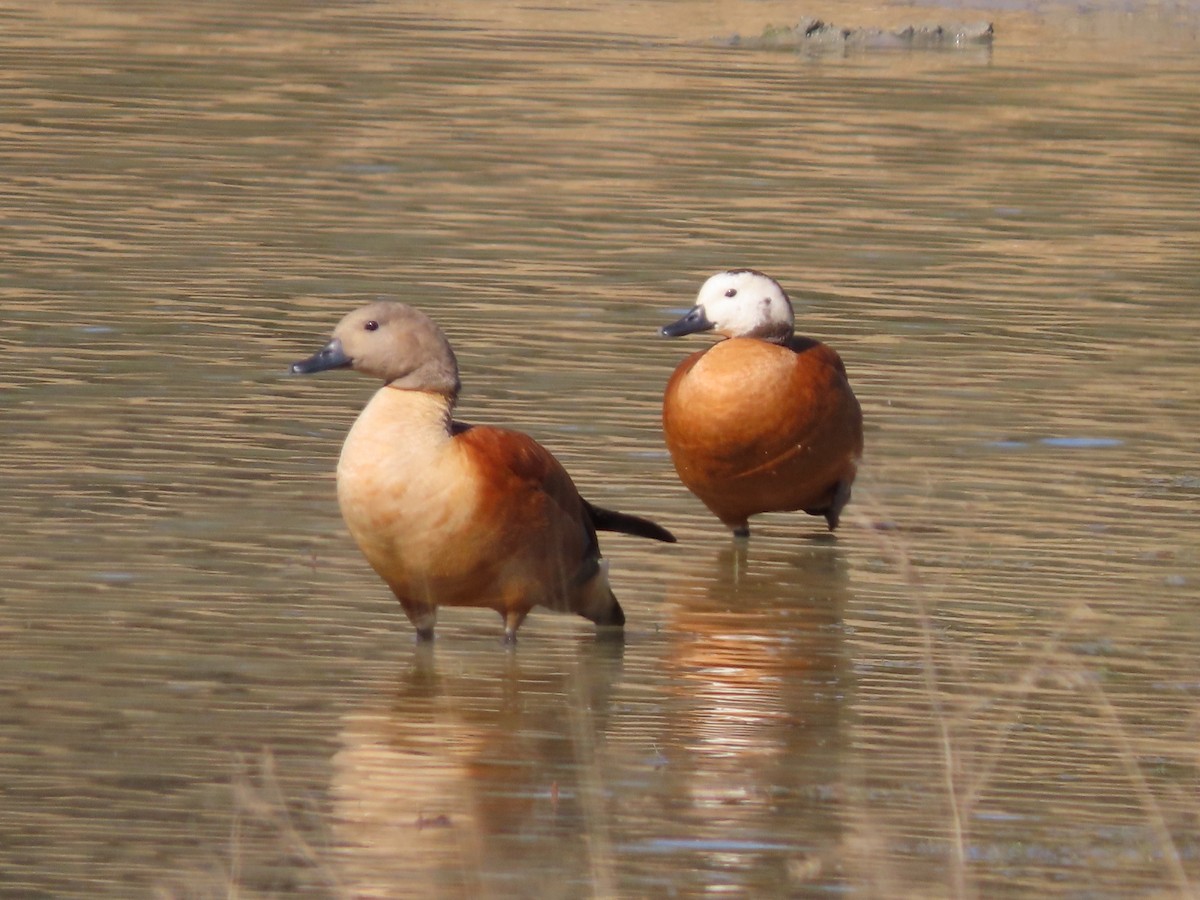 South African Shelduck - ML644357215