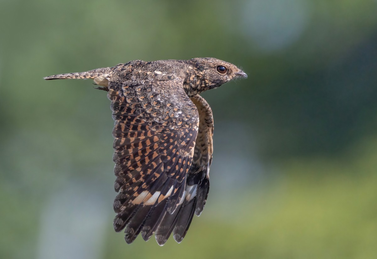 Savanna Nightjar - ML644357216