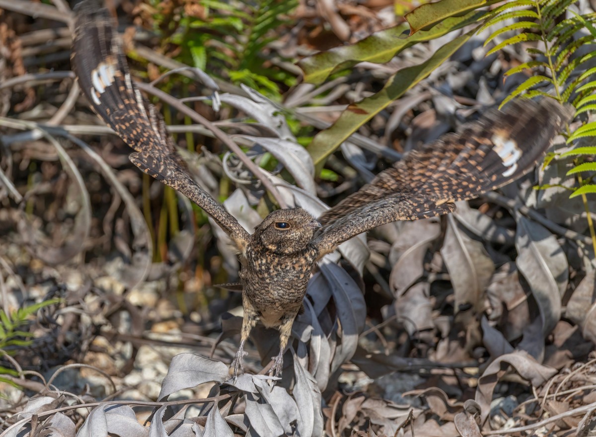 Savanna Nightjar - ML644357217