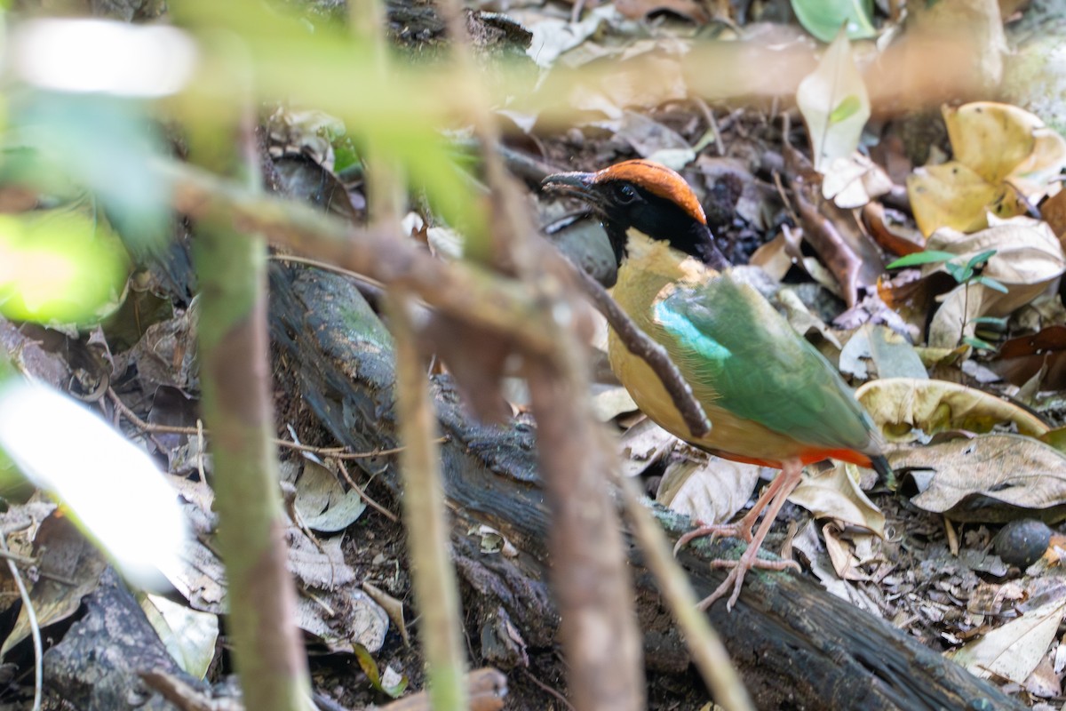 Noisy Pitta - ML644357218