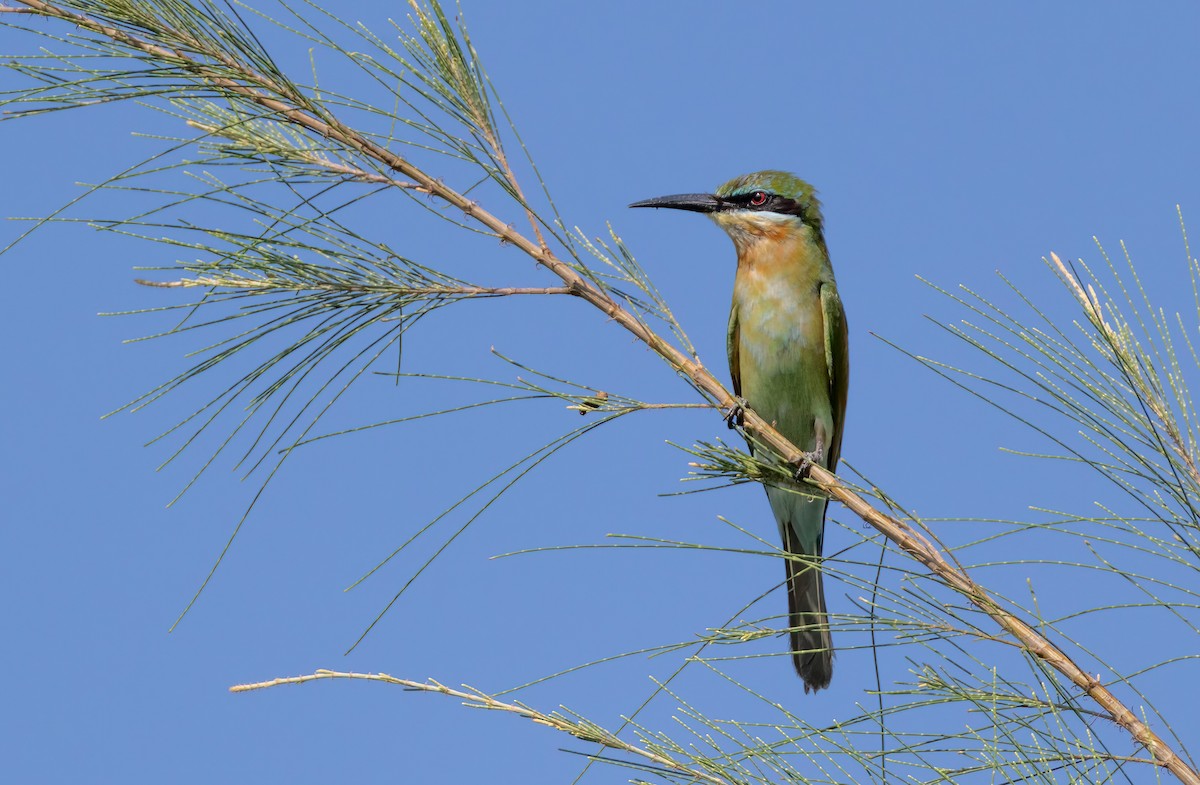 Blue-tailed Bee-eater - ML644357221