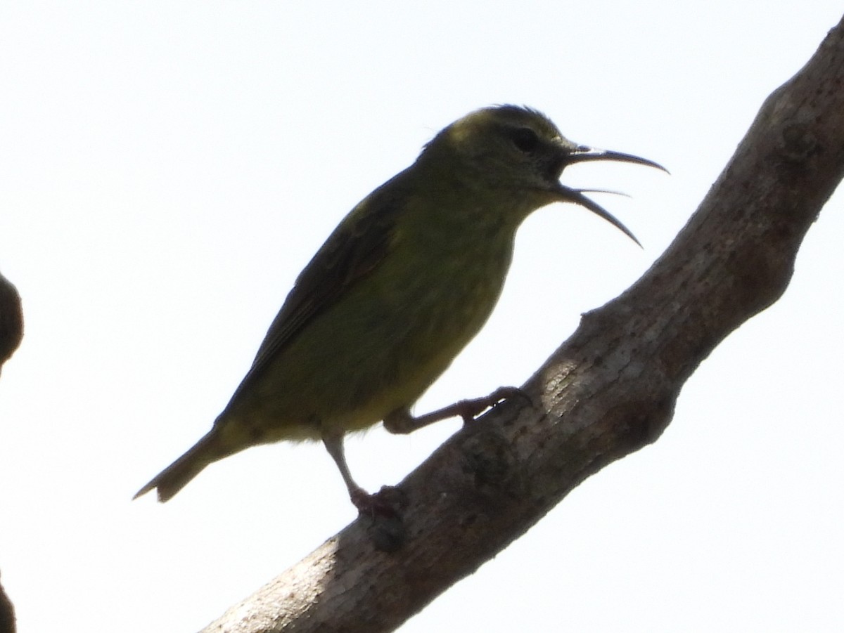Red-legged Honeycreeper - ML644357222
