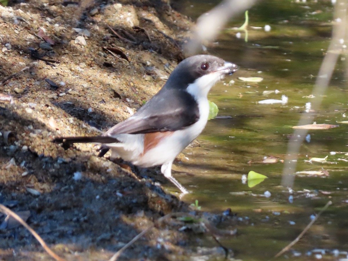 Southern Fiscal - ML644357229