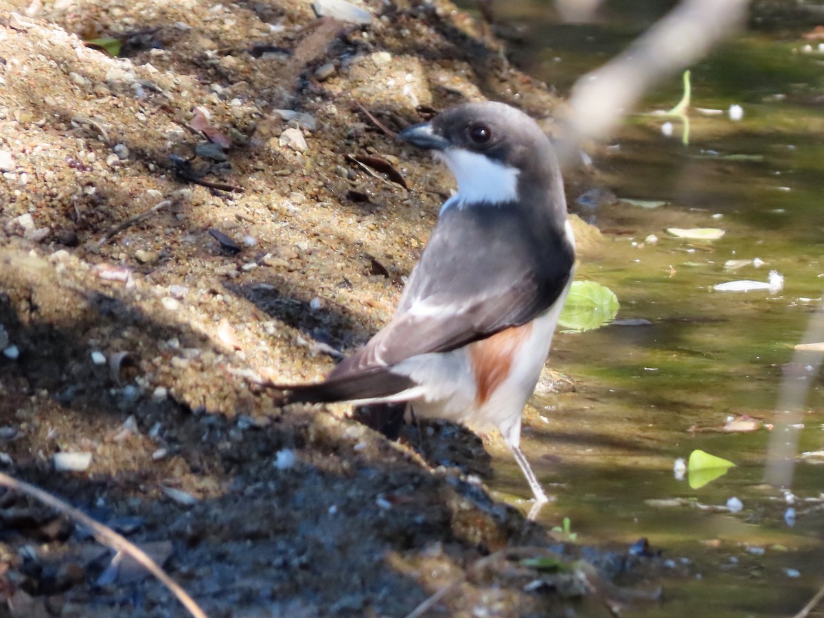 Southern Fiscal - ML644357234