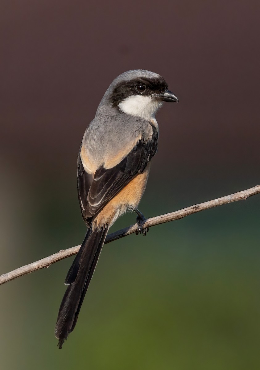 Алаг дунхай - ML644357235