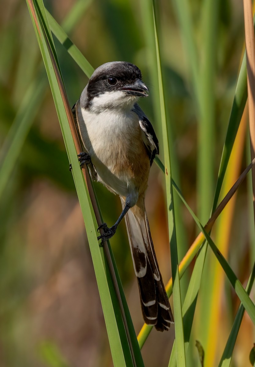 Алаг дунхай - ML644357236