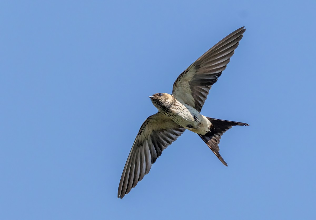 Монгол хараацай - ML644357238