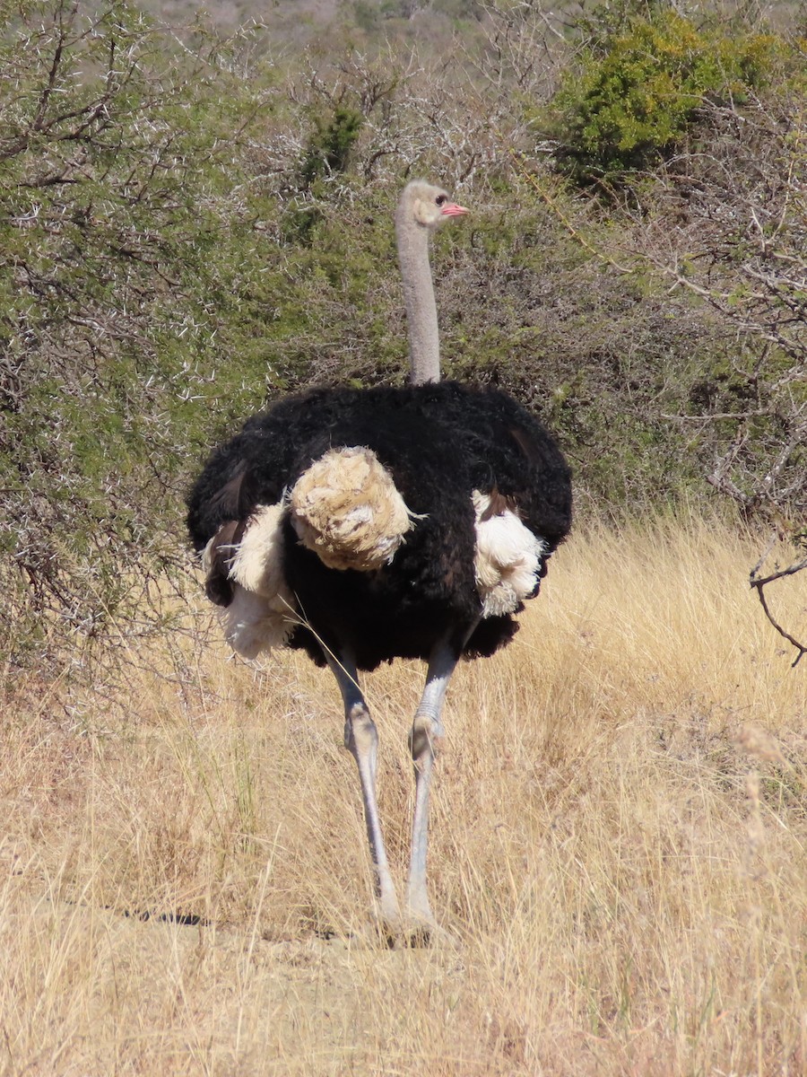 Common Ostrich - ML644357239