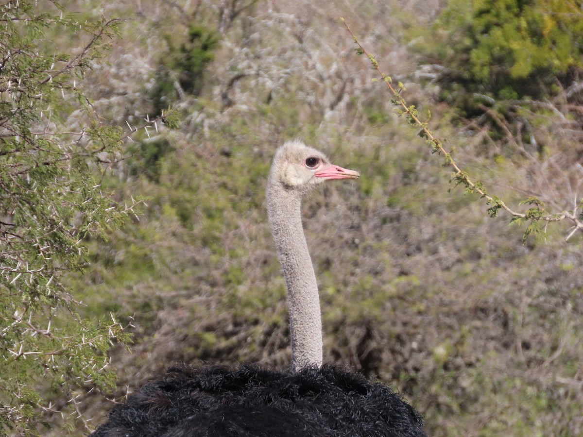 Common Ostrich - ML644357240
