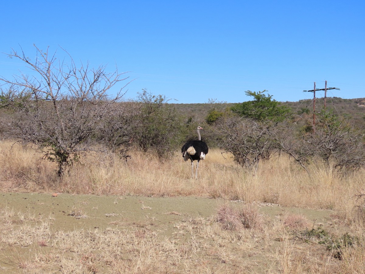 Common Ostrich - ML644357243