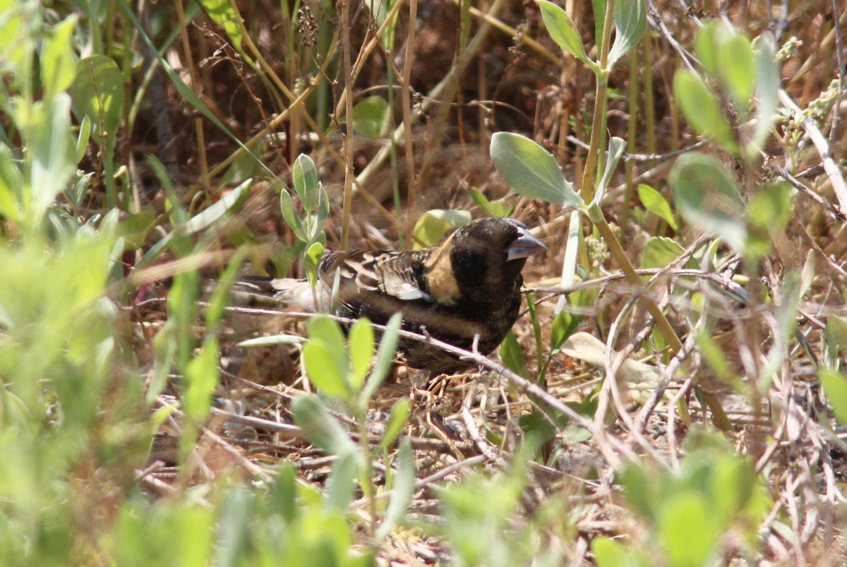 Bobolink - ML644357265