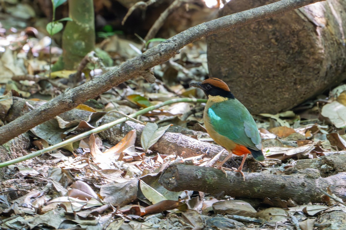 Noisy Pitta - ML644357270