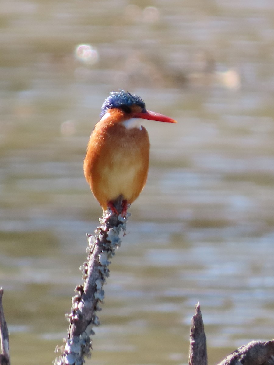 Malachite Kingfisher - ML644357271
